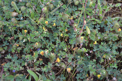 Geissaspis cristata